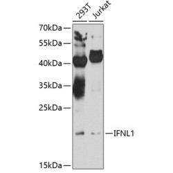IFNL1 Rabbit pAb