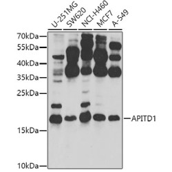 APITD1 Rabbit pAb
