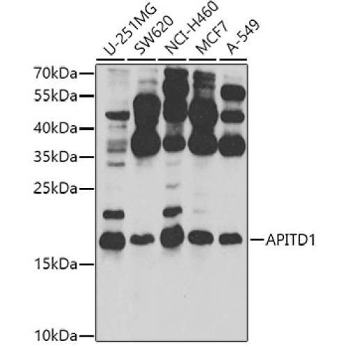 APITD1 Rabbit pAb