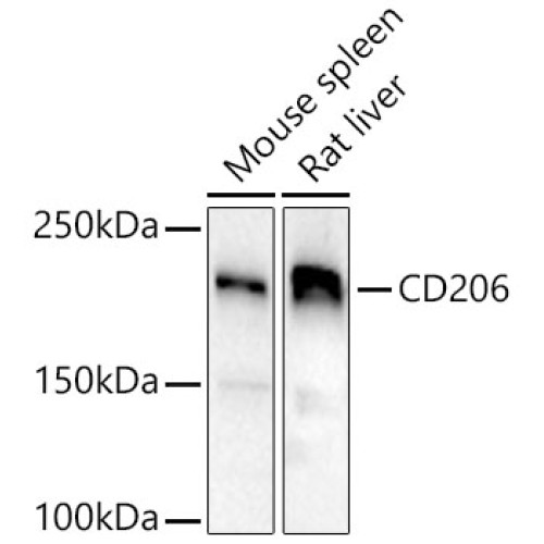 Mannose Receptor/CD206 Rabbit pAb