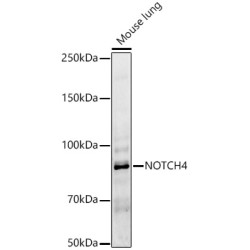 NOTCH4 Rabbit pAb