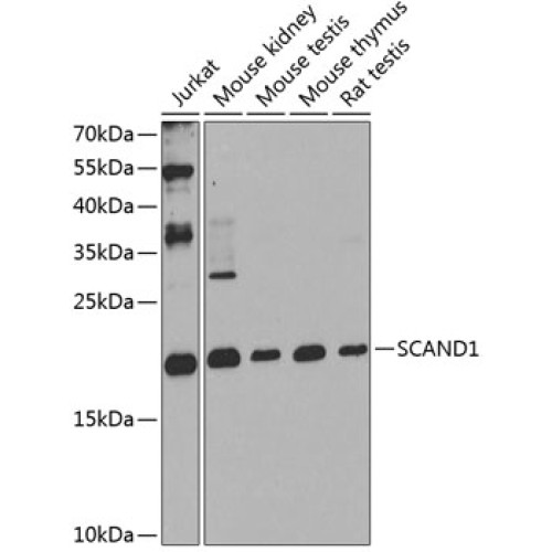 SCAND1 Rabbit pAb