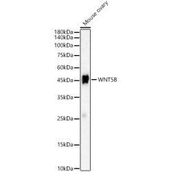 WNT5B Rabbit pAb
