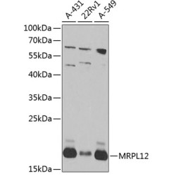 MRPL12 Rabbit pAb