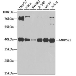 MRPS22 Rabbit pAb