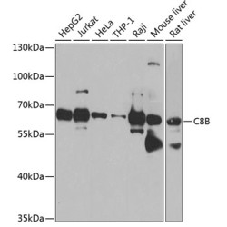 C8B Rabbit pAb