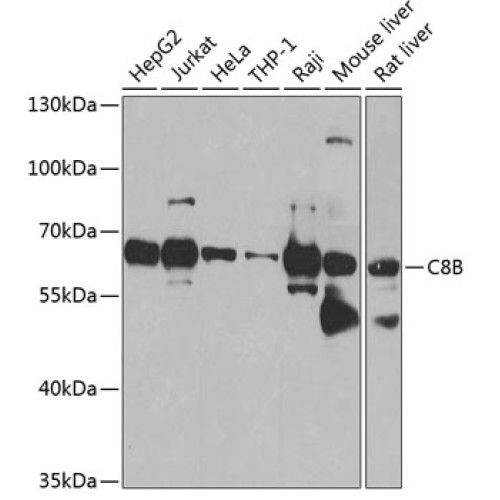 C8B Rabbit pAb