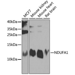 NDUFA1 Rabbit pAb