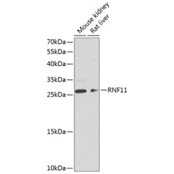 RNF11 Rabbit pAb