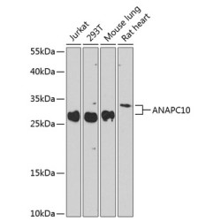 ANAPC10 Rabbit pAb