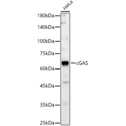cGAS Rabbit pAb