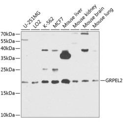 GRPEL2 Rabbit pAb