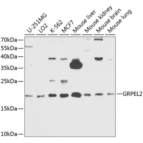 GRPEL2 Rabbit pAb