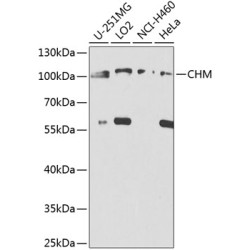 CHM Rabbit pAb
