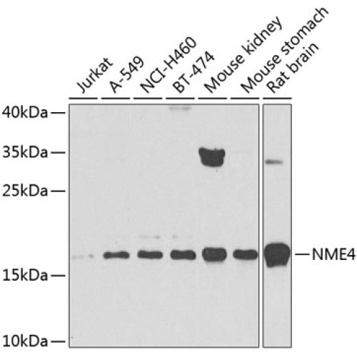 NME4 Rabbit pAb