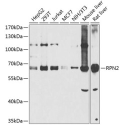 RPN2 Rabbit pAb