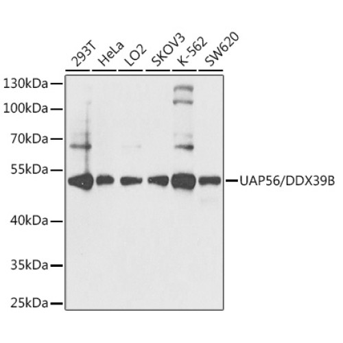 UAP56/DDX39B Rabbit pAb