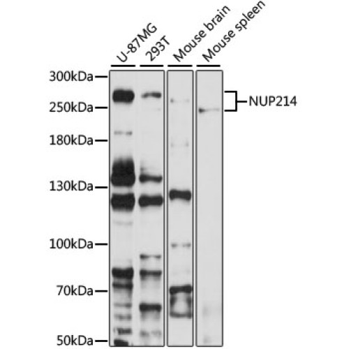 NUP214 Rabbit pAb