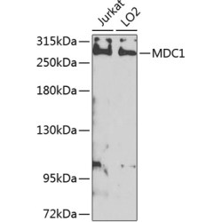 MDC1 Rabbit pAb