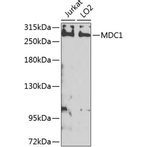 MDC1 Rabbit pAb