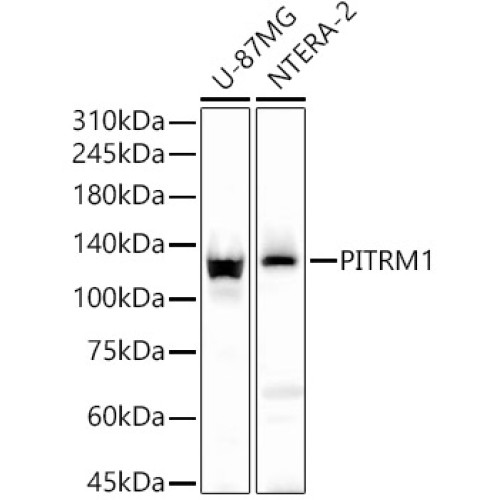 PITRM1 Rabbit pAb
