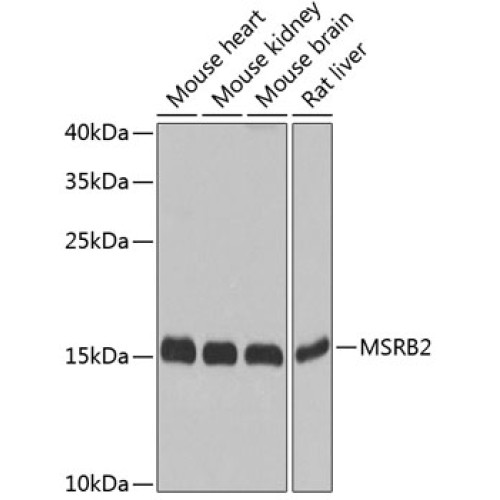 MSRB2 Rabbit pAb