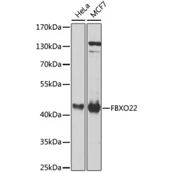 FBXO22 Rabbit pAb