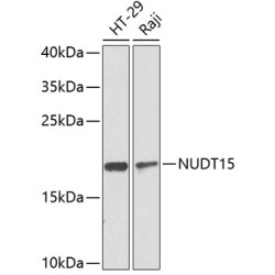 NUDT15 Rabbit pAb