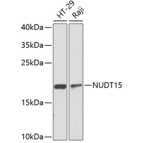 NUDT15 Rabbit pAb