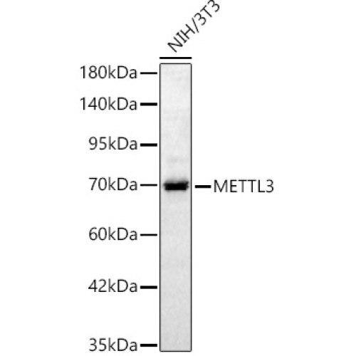 [KD Validated] METTL3 Rabbit pAb