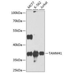 TAMM41 Rabbit pAb