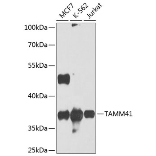TAMM41 Rabbit pAb