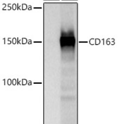 CD163 Rabbit pAb