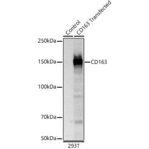 CD163 Rabbit pAb