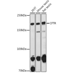 CFTR Rabbit pAb