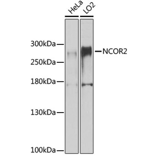 NCOR2 Rabbit pAb