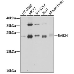 RAB24 Rabbit pAb