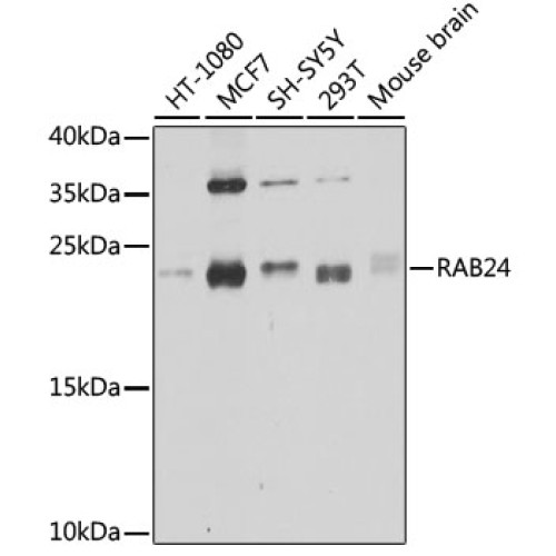 RAB24 Rabbit pAb