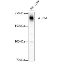 ATP7A Rabbit pAb