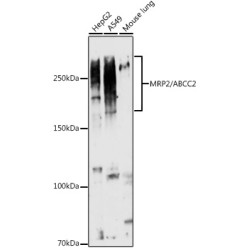 MRP2/ABCC2 Rabbit pAb