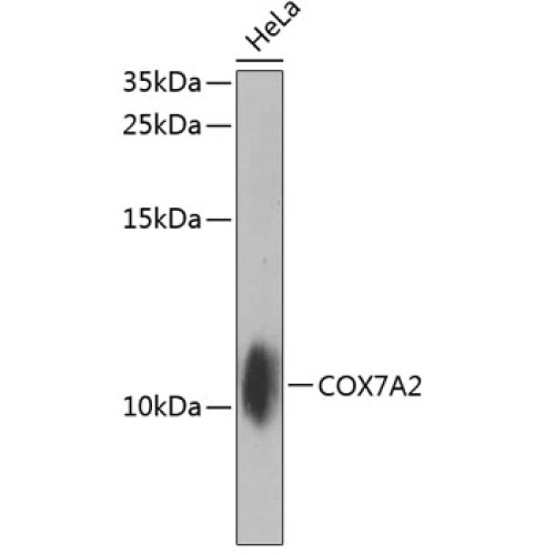 COX7A2 Rabbit pAb