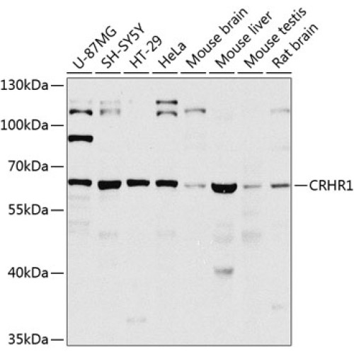 CRHR1 Rabbit pAb