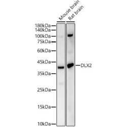 DLX2 Rabbit pAb