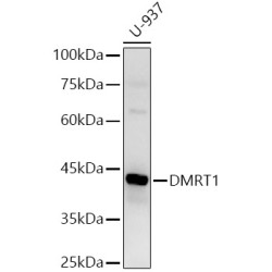 DMRT1 Rabbit pAb