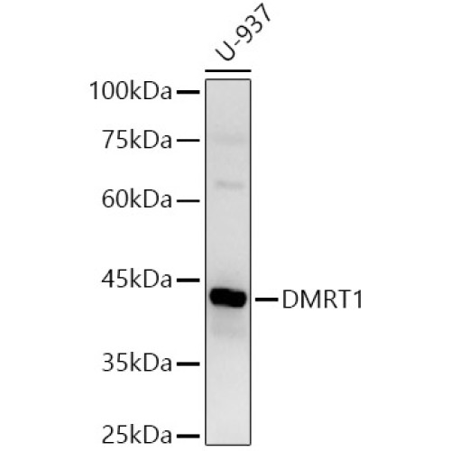 DMRT1 Rabbit pAb