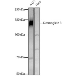 Desmoglein 3 Rabbit pAb