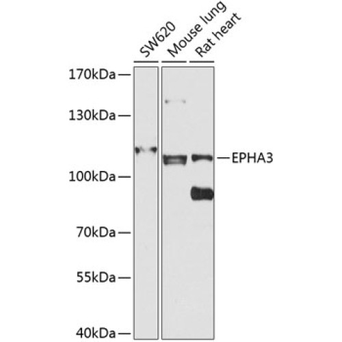 EPHA3 Rabbit pAb