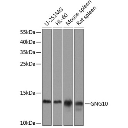 GNG10 Rabbit pAb