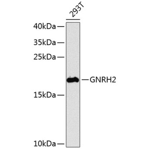 GNRH2 Rabbit pAb