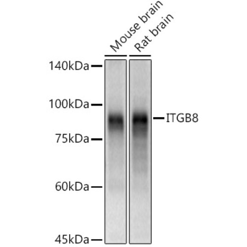 ITGB8 Rabbit pAb